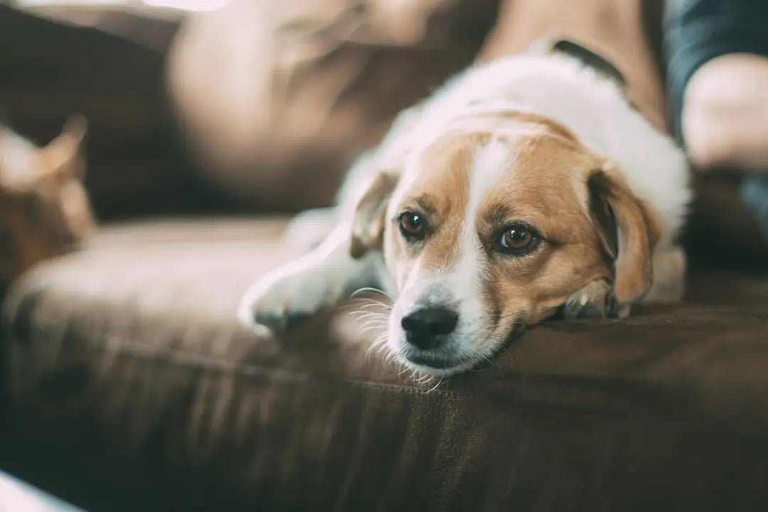 Durable Chew Toys for Aggressive Chewers: Essential Insights - Talis Us