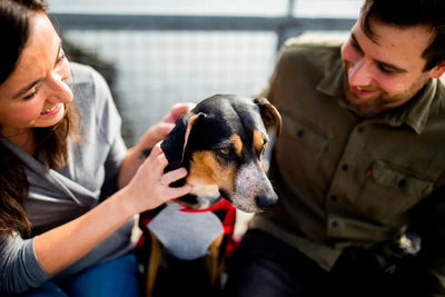 Effective Anti-Diarrhea Remedies for Dogs - Talis Us