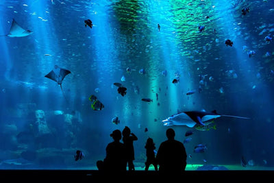 Enhance Your Aquarium with the Best Aquarium Supplies - Talis Us