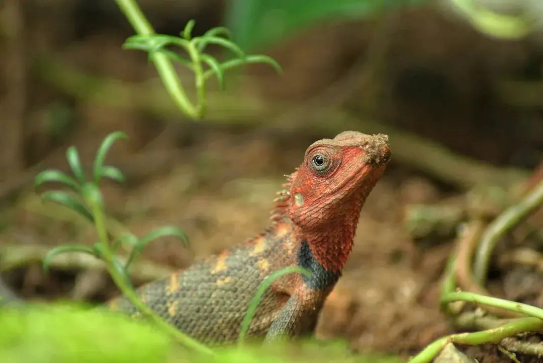 How to Enrich Reptile Environments for Optimal Well-Being - Talis Us