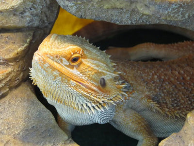 Essential Cage Setup for Bearded Dragons - Talis Us