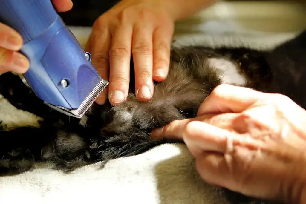 Essential Cat Grooming Tools for Every Owner - Talis Us
