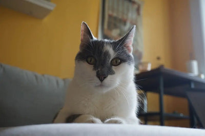 Essential Cat Supplies Every Owner Needs - Talis Us