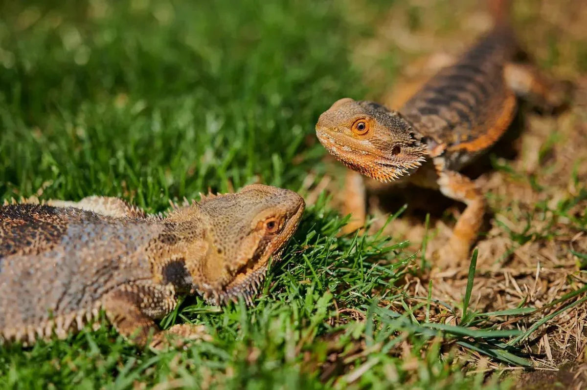 Essential Diet Tips for a Healthy Bearded Dragon - Talis Us