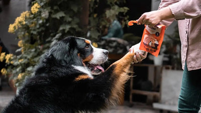 Essential Dog Grooming Tools for Every Owner - Talis Us