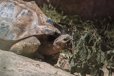 Essential Guide to Choosing Turtle Food - Talis Us