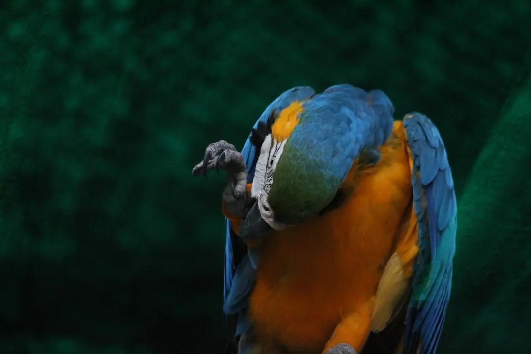 Essential Guide to Parrot Beak Trimming - Talis Us