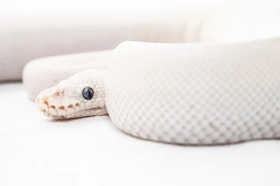 Essential Items for Your Ball Python Kit - Talis Us
