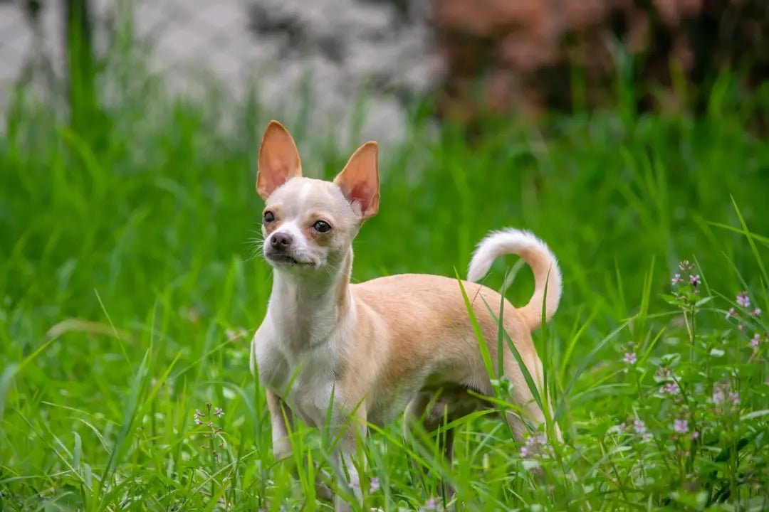 Essential Nutrients for Chihuahua Dog Food - Talis Us