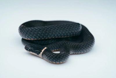Essential Reptile Accessories for Happy Pets - Talis Us