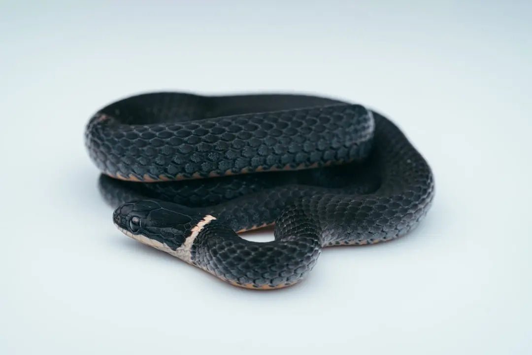 Essential Reptile Accessories for Happy Pets - Talis Us