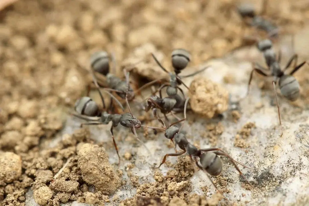 Essential Tips for Effective Ant Farm Maintenance - Talis Us