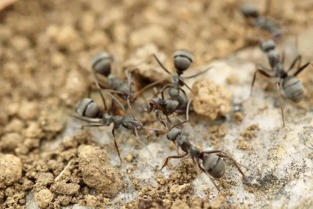 Essential Tips for Effective Ant Farm Maintenance - Talis Us