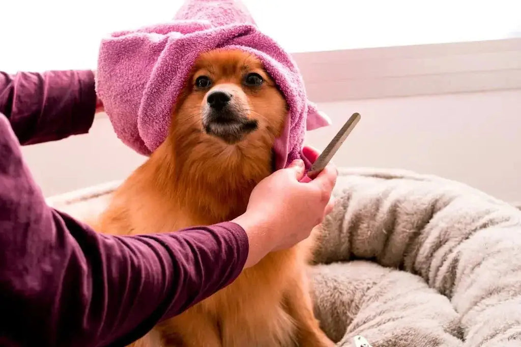 Essential Tips for Effective Dog Grooming - Talis Us