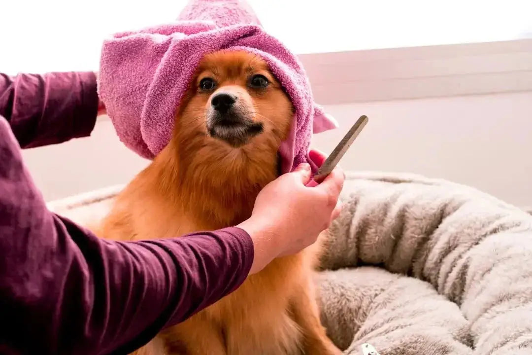 Essential Tips for Effective Dog Grooming - Talis Us