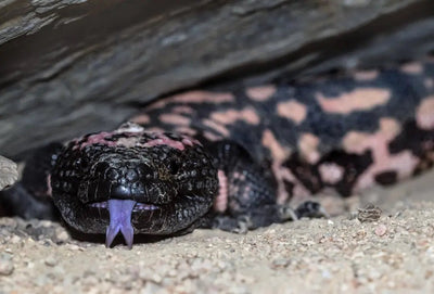 Essential Tips for Blue Tongue Lizard Care - Talis Us
