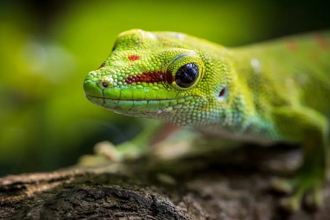 Essential Tips for Leopard Gecko Care - Talis Us