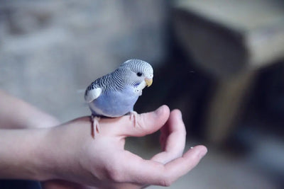 Essential Tips for Safely Trimming Bird Nails - Talis Us