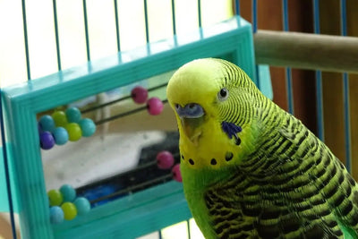 Essential Toys for Happy Budgies - Talis Us