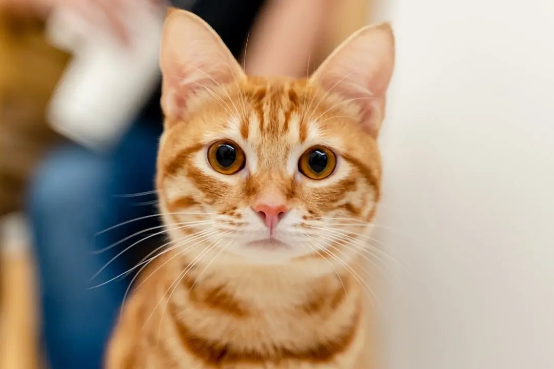 Essential Wet Cat Behavior Signs Every Owner Should Note - Talis Us