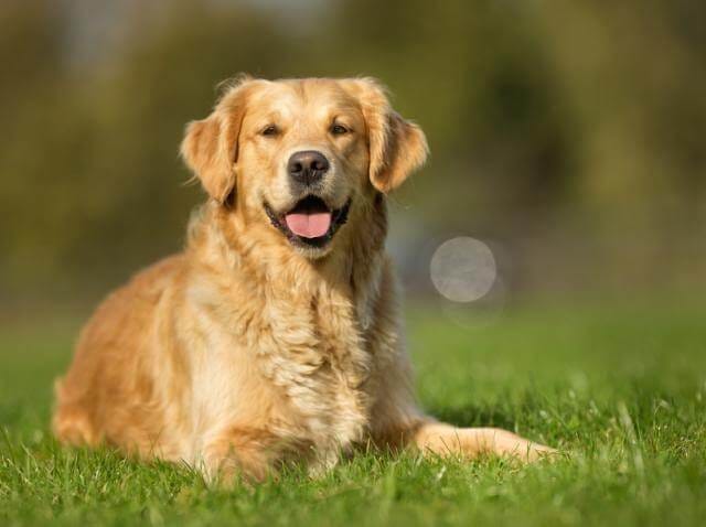 Everything You Ever Wanted to Know about Golden Retrievers