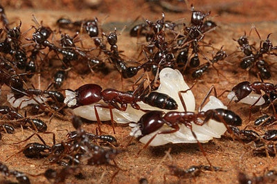 Everything you need to know about ants colony