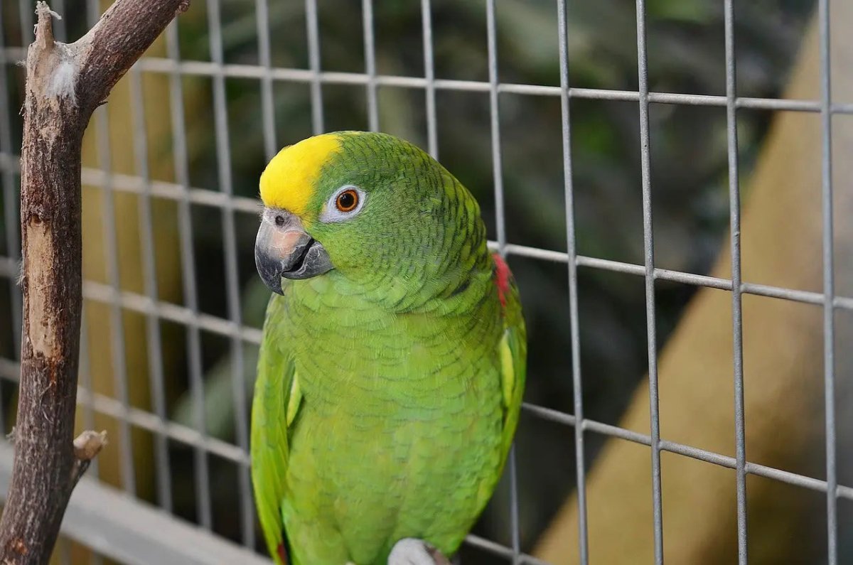 Everything You Need to Know About Parrot Cage Lights - Talis Us
