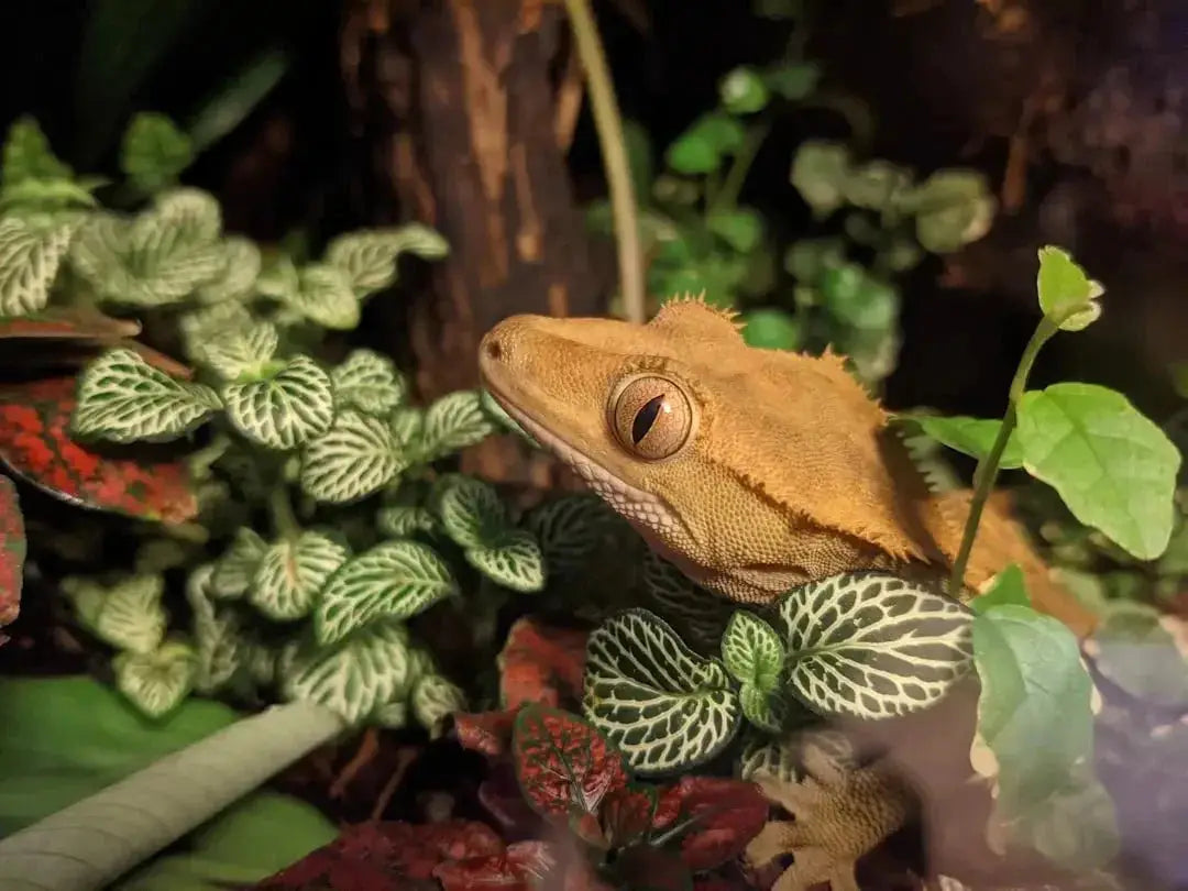 Expert Guide: How to Breed Crested Geckos Successfully - Talis Us