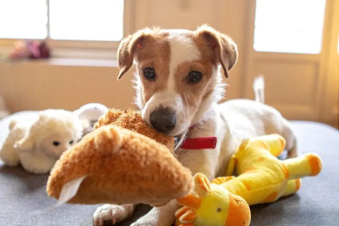 Expert Insights on the Best Fabrics for DIY Dog Toys - Talis Us