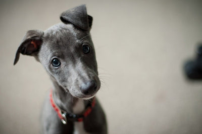 Expert Tips on Creating an Optimal Puppy Feeding Schedule - Talis Us