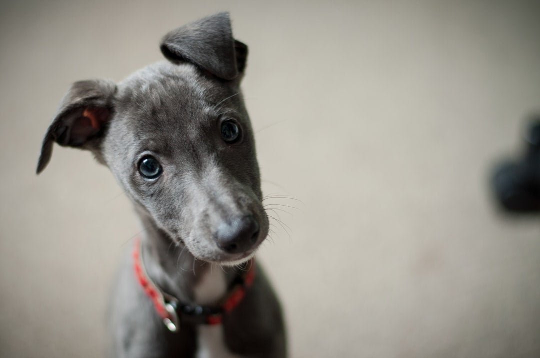 Expert Tips on Creating an Optimal Puppy Feeding Schedule - Talis Us