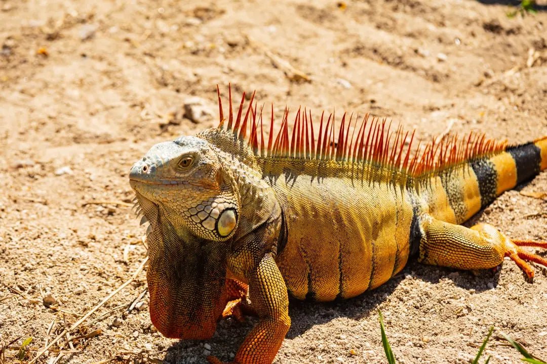 Expert Tips on Creative Lizard Habitat Decor Ideas to Try - Talis Us