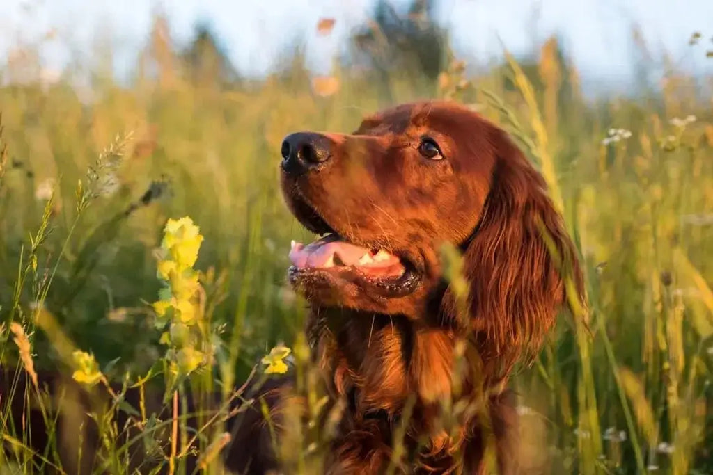 Exploring the Benefits of Nature's Blend Dog Food - Talis Us