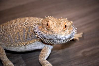 Exploring Diverse Pet Care Needs for Exotic and Unique Companions - Talis Us