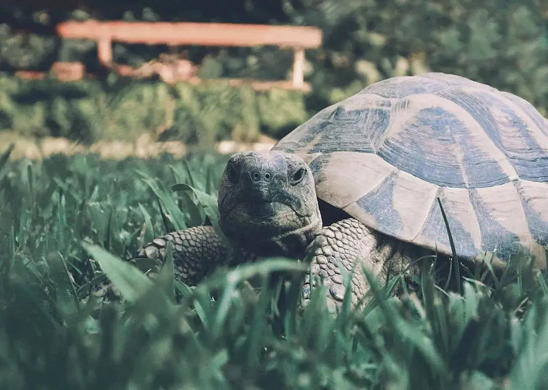 Exploring the Fascinating Types of Tortoise Species - Talis Us