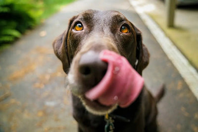 Exploring the Benefits of Home Range Pet Treats - Talis Us