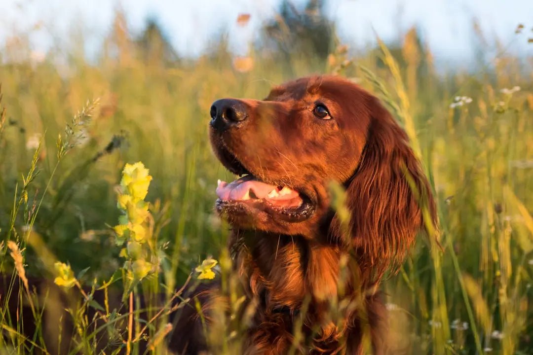 Exploring the Benefits of Nature's Blend Dog Food - Talis Us