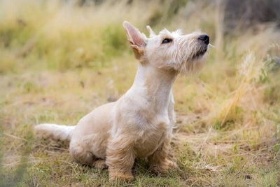 Exploring the Best Freeze Dried Dog Treats Brands - Talis Us
