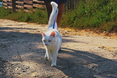 Exploring the World Together: How to Choose and Use Cat Leashes for Outdoor Fun - Talis Us