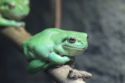 Exploring Unique Frog Habitats for Sale - Talis Us