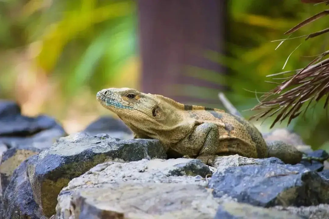 Where can i find expert advice on caring for reptiles - Talis Us