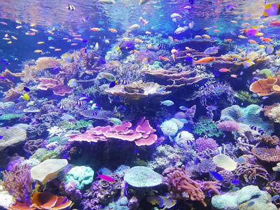 Find the Best Supplies for Your Aquatic Friends - Talis Us