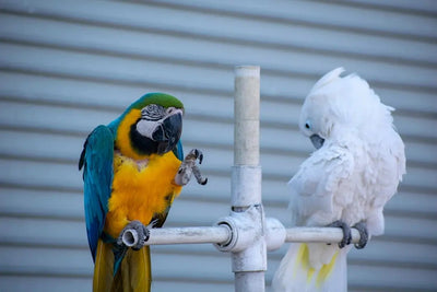 Finding the Best Parrot Grooming Services - Talis Us