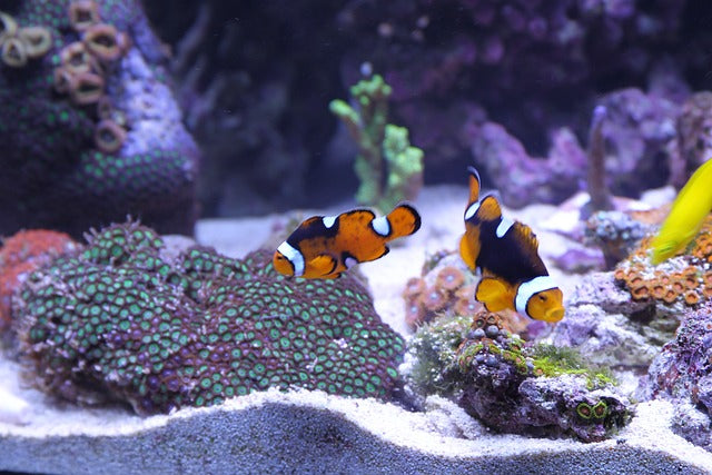 Choosing the Right Lighting for Your Fish Tank - What You Need to Know