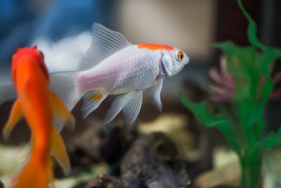 The Best Accessories for Your Fish Tank