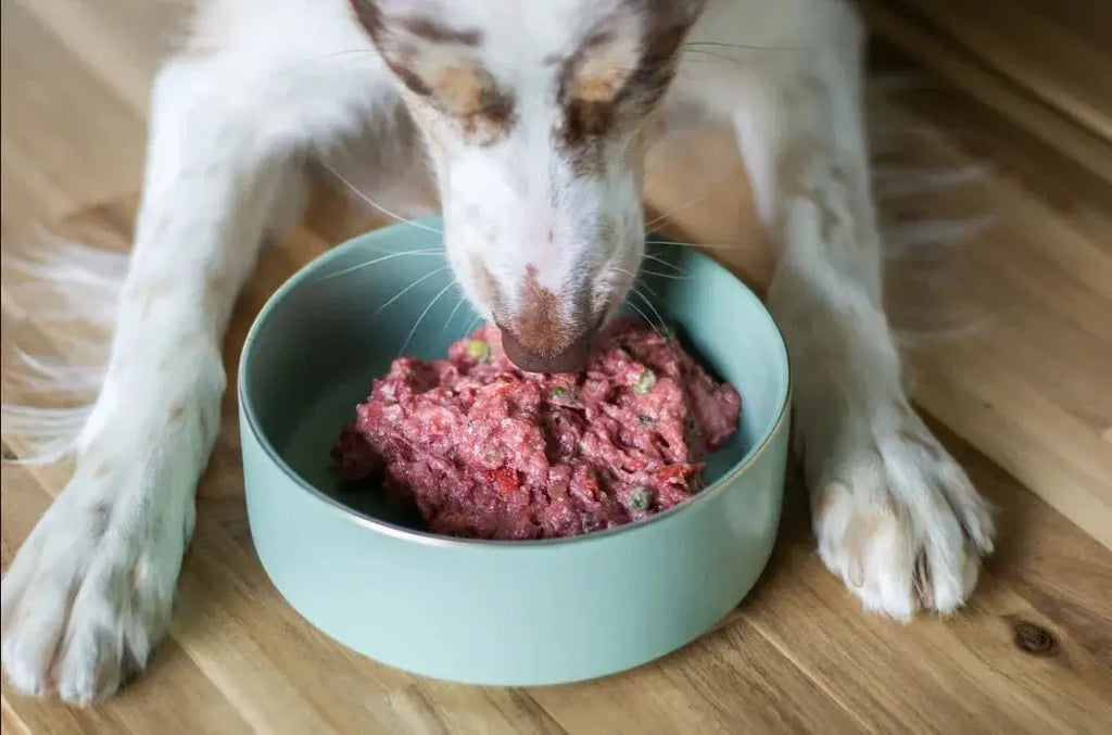 Are freeze-dried beef liver and salmon good for my dog's health - Talis Us