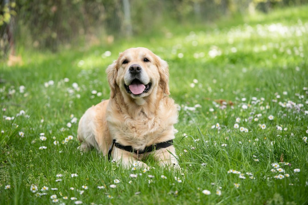 Freeze Dried Dog Food or Raw: What’s Better? - Talis Us