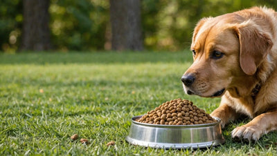 Freeze Dried Pet Food: The Ultimate Choice for Your Furry Friend - Talis Us