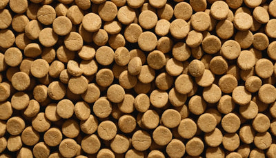 Freeze-Dried Treats: A Convenient and Nutritious Snack for Your Pets - Talis Us