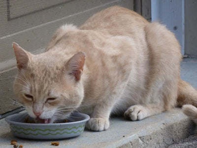 Fromm Cat Foods: A Guide to Choosing the Best for Your Feline Friends - Talis Us